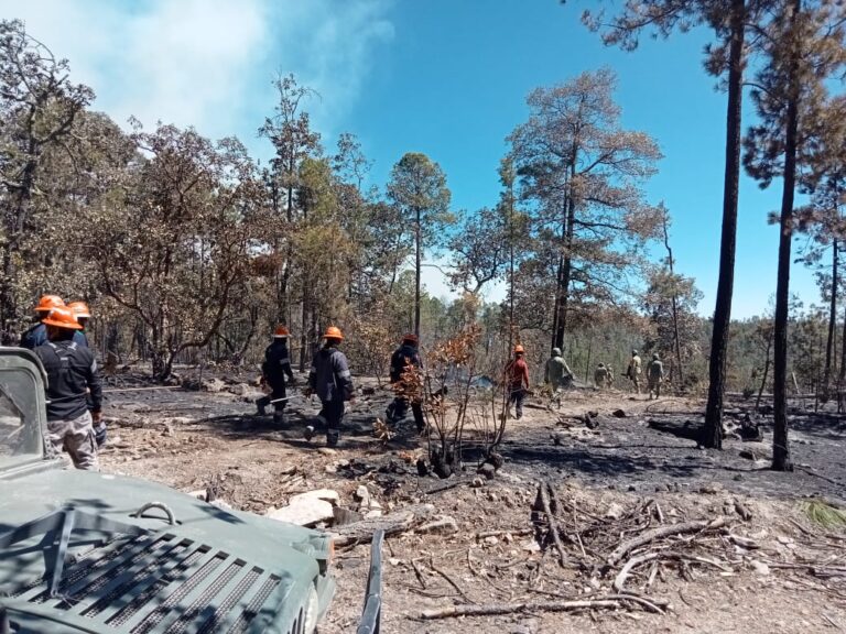 Trabajan 286 combatientes para abatir los 12 incendios activos en el estado Trabajan 286 combatientes para abatir los 12 incendios activos en el estado