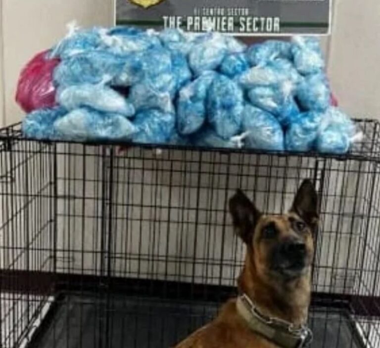 Equipo canino detecta a mexicana que intentaba cruzar 120 paquetes de metanfetamina en California