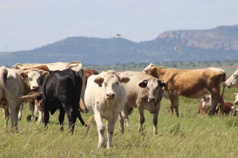 Abre SDR convocatoria del programa de maíz subsidiado para bovinos y especies menores Abre SDR convocatoria del programa de maíz subsidiado para bovinos y especies menores