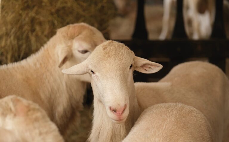 Abre Secretaría de Desarrollo Rural convocatoria para la adquisición de sementales ovinos de registro Abre Secretaría de Desarrollo Rural convocatoria para la adquisición de sementales ovinos de registro