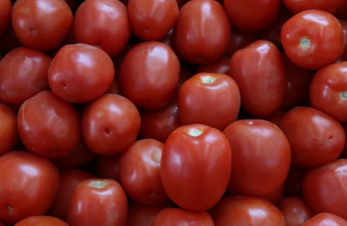 Acusan productores de Florida de tomate que México lo vende por debajo de los costos Acusan productores de Florida de tomate que México lo vende por debajo de los costos