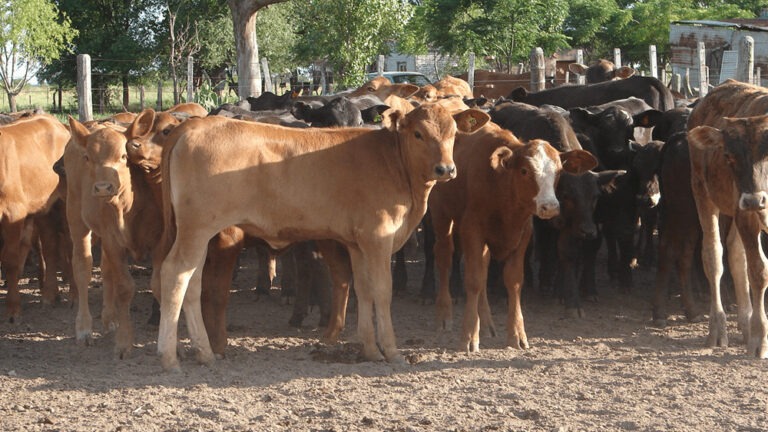 Ofrece Secretaría de Desarrollo Rural apoyo para adquirir sementales bovinos de rodeo Ofrece Secretaría de Desarrollo Rural apoyo para adquirir sementales bovinos de rodeo