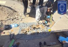Localizan osamentas durante cateo en domicilio de la colonia Adolfo López Mateos