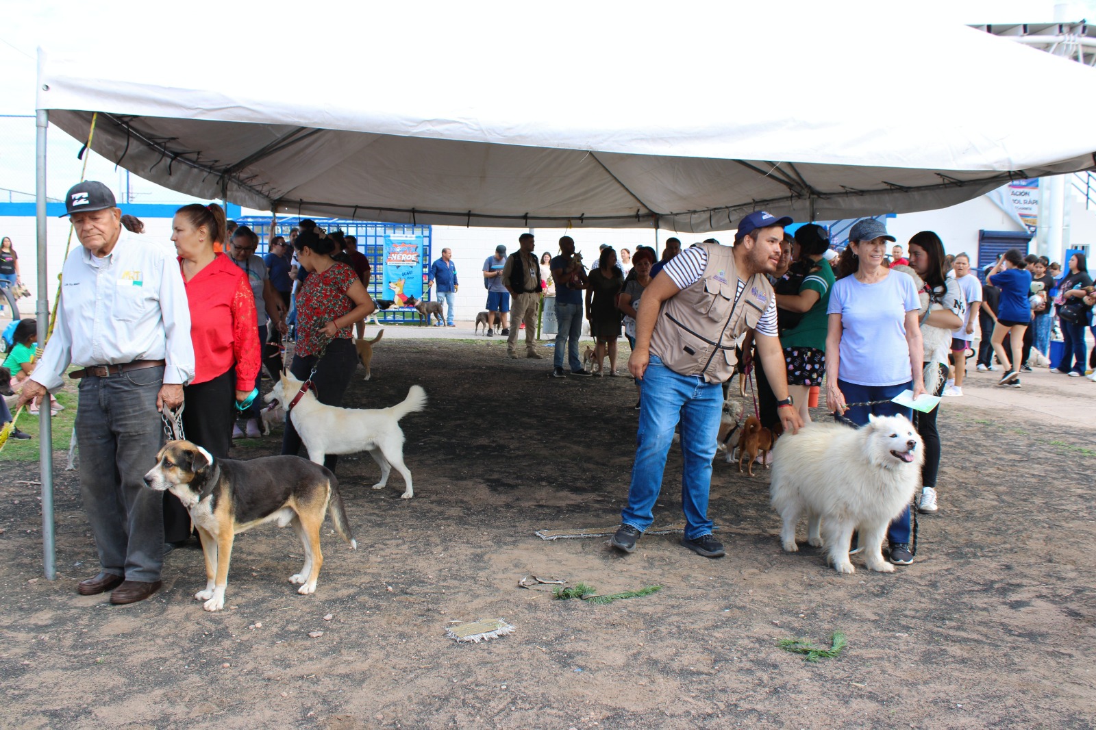 perros
